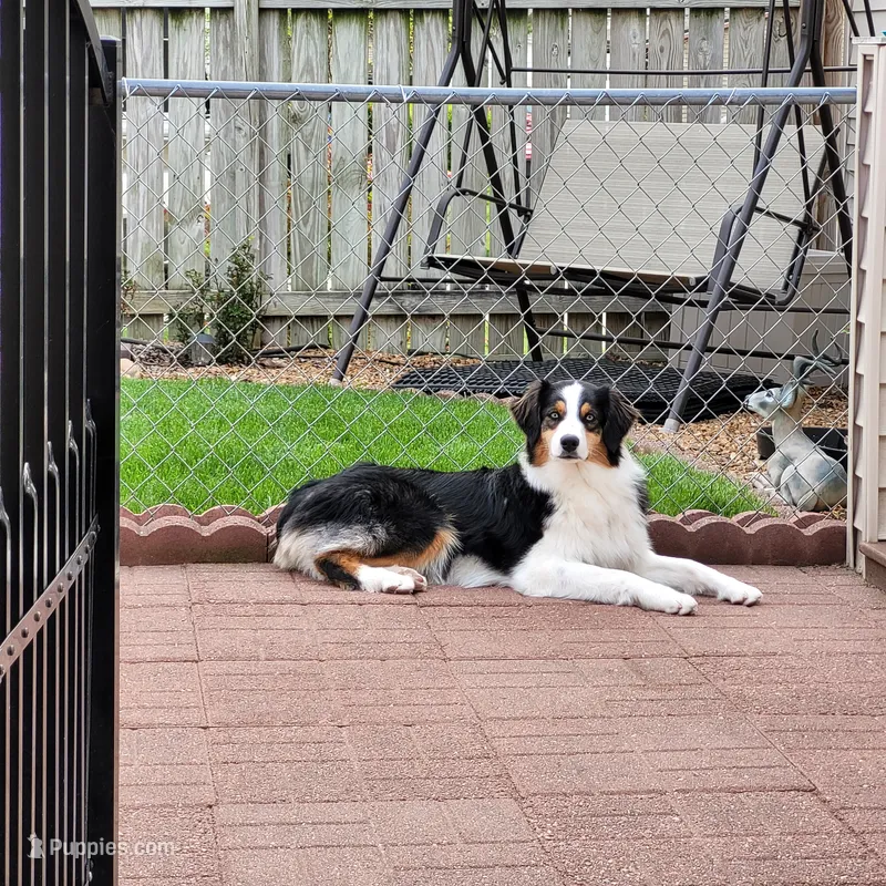 Journey – Australian Shepherd puppy for sale in Attica, IN