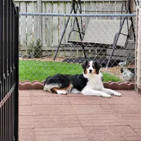  Journey, a female Australian Shepherd for sale in Attica, IN – 1 of 2