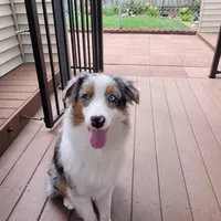Ivie, a female Australian Shepherd for sale in Attica, IN – Photo 2 of 2