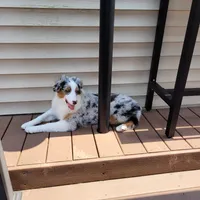Ivie, a female Australian Shepherd for sale in Attica, IN – Photo 3 of 3
