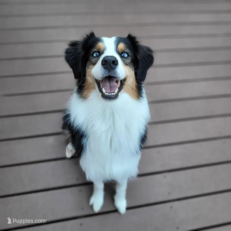 Journey – Australian Shepherd puppy for sale in Attica, IN