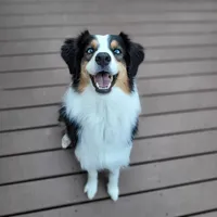 Journey, a female Australian Shepherd for sale in Attica, IN – 1 of 1