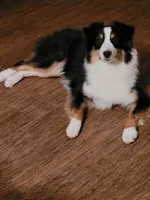 Emma, a female Australian Shepherd for sale in Attica, IN – 2 of 2