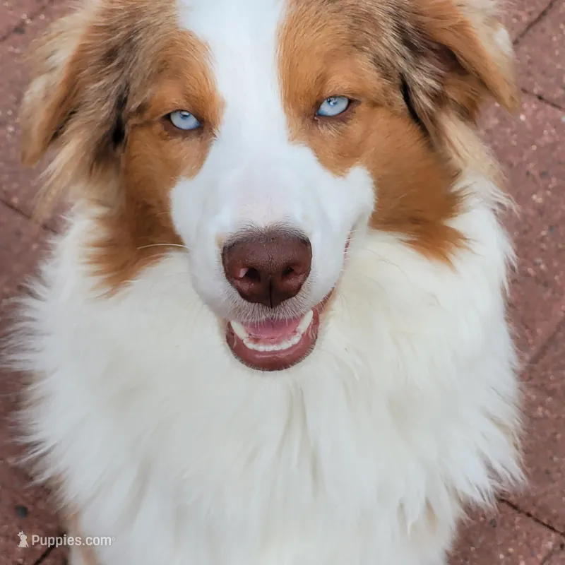 Mira – Australian Shepherd puppy on hold in Attica, IN