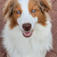 Mira, a female Australian Shepherd for sale in Attica, IN – 1 of 3