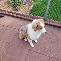 Mira, a female Australian Shepherd for sale in Attica, IN – 2 of 3