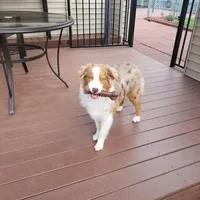 Mira, a female Australian Shepherd for sale in Attica, IN – 3 of 3