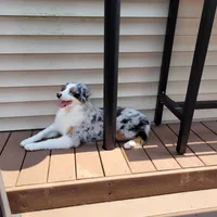 Ivie, a female Australian Shepherd for sale in Attica, IN – Photo 1 of 4
