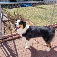Journey, a female Australian Shepherd for sale in Attica, IN – Photo 2 of 3