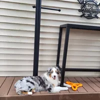 Ivie, a female Australian Shepherd for sale in Attica, IN – Photo 2 of 2
