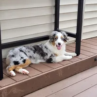 Ivie, a female Australian Shepherd for sale in Attica, IN – Photo 1 of 2