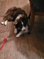 Nova, a female Australian Shepherd for sale in Attica, IN – 2 of 2