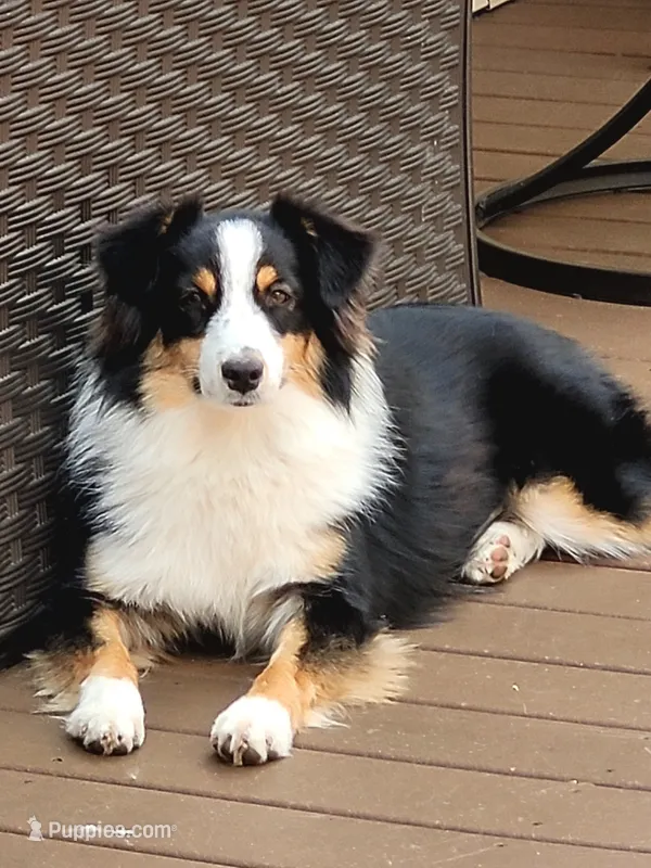 Emma – Australian Shepherd puppy for sale in Attica, IN