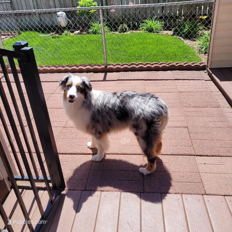 Ivie – Australian Shepherd puppy for sale in Attica, IN