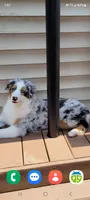 Ivie, a female Australian Shepherd for sale in Attica, IN – Photo 2 of 3