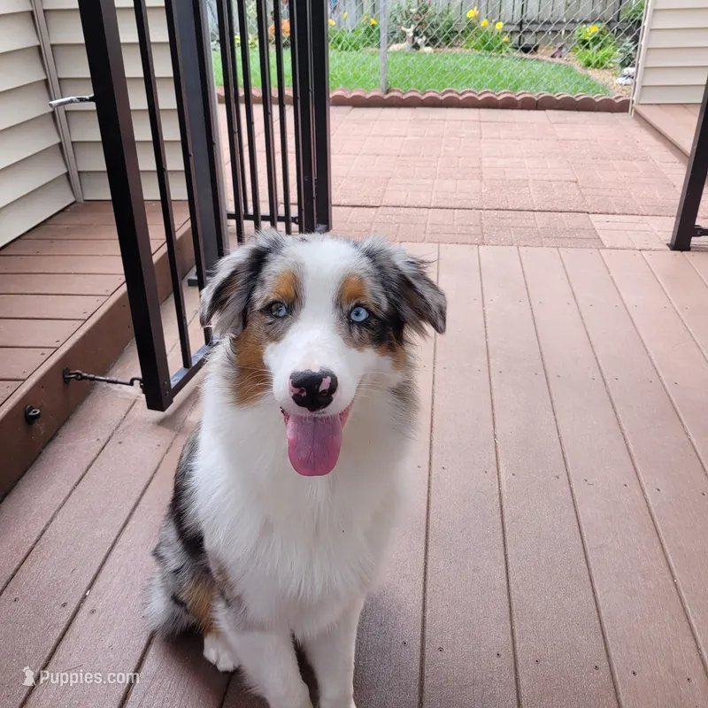 Ivy – Australian Shepherd puppy for sale in Attica, IN