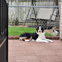 Journey, a female Australian Shepherd for sale in Attica, IN – Photo 2 of 2