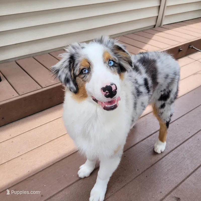 Ivy – Australian Shepherd puppy for sale in Attica, IN