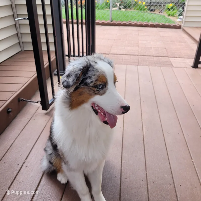 Ivy – Australian Shepherd puppy for sale in Attica, IN