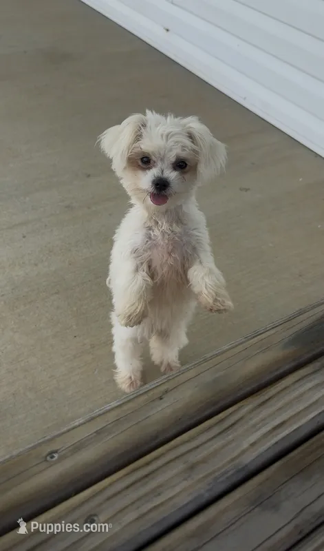 Molly  – Maltese puppy for sale in Elizabethtown, KY