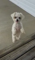 Molly , a female Maltese for sale in Elizabethtown, KY – 1 of 2