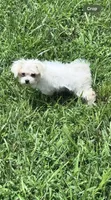 Molly , a female Maltese for sale in Elizabethtown, KY – 2 of 2