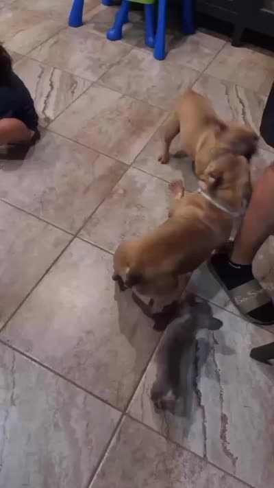 Potato, a male French Bulldog for sale in Laredo, TX – 5 of 7