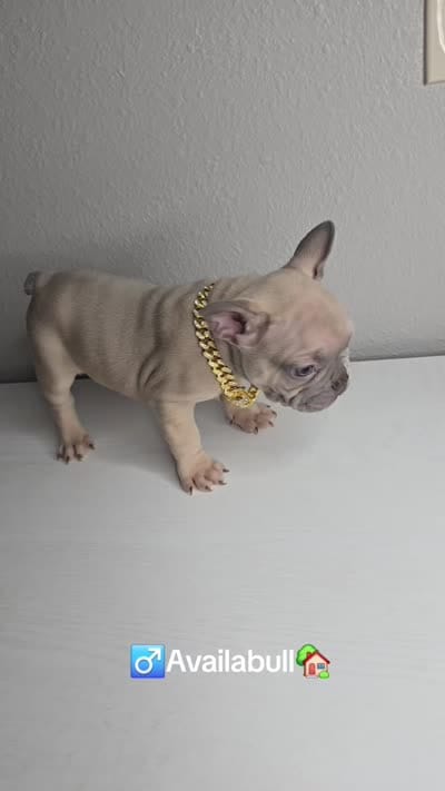 Potato, a male French Bulldog for sale in Laredo, TX – 6 of 7