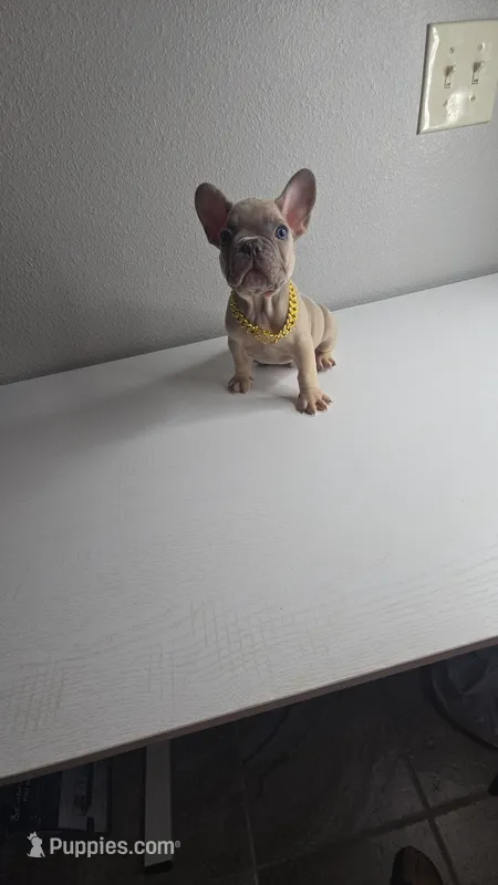 Potato – French Bulldog puppy for sale in Laredo, TX
