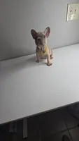 Potato, a male French Bulldog for sale in Laredo, TX – 1 of 7