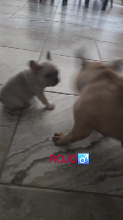 Potato, a male French Bulldog for sale in Laredo, TX – 7 of 7