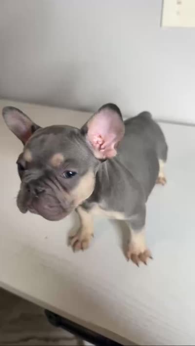 Cookie, a female French Bulldog for sale in Laredo, TX – 4 of 5