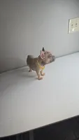 Potato, a male French Bulldog for sale in Laredo, TX – 4 of 7