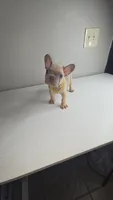 Potato, a male French Bulldog for sale in Laredo, TX – 2 of 7
