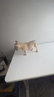Potato, a male French Bulldog for sale in Laredo, TX – 3 of 7
