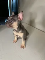 Cookie, a female French Bulldog for sale in Laredo, TX – 1 of 5
