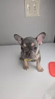 Cookie, a female French Bulldog for sale in Laredo, TX – 2 of 5