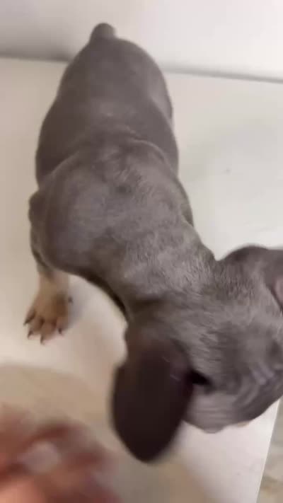 Cookie, a female French Bulldog for sale in Laredo, TX – 3 of 5