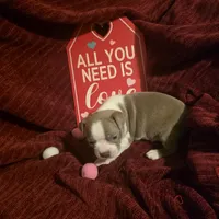 Lilac Boston Boy 2, a female Boston Terrier for sale in Abingdon, VA – Photo 6 of 8