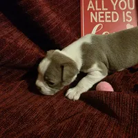 Lilac Boston Boy 2, a female Boston Terrier for sale in Abingdon, VA – Photo 7 of 8