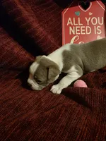Lilac Boston Boy 2, a female Boston Terrier for sale in Abingdon, VA – Photo 7 of 8