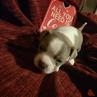 Lilac Boston Boy 2, a female Boston Terrier for sale in Abingdon, VA – Photo 5 of 8