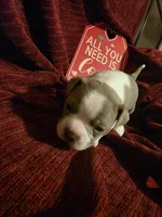 Lilac Boston Boy 2, a female Boston Terrier for sale in Abingdon, VA – Photo 5 of 8