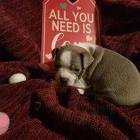 Lilac Boston Boy 2, a female Boston Terrier for sale in Abingdon, VA – Photo 8 of 8