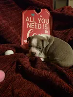 Lilac Boston Boy 2, a female Boston Terrier for sale in Abingdon, VA – Photo 8 of 8