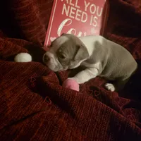 Lilac Boston Boy 2, a female Boston Terrier for sale in Abingdon, VA – Photo 1 of 8