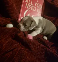 Lilac Boston Boy 2, a female Boston Terrier for sale in Abingdon, VA – Photo 1 of 8