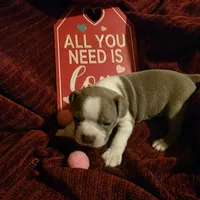 Lilac Boston Boy 2, a female Boston Terrier for sale in Abingdon, VA – Photo 2 of 8