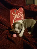 Lilac Boston Boy 2, a female Boston Terrier for sale in Abingdon, VA – Photo 2 of 8