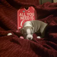 Lilac Boston Boy 2, a female Boston Terrier for sale in Abingdon, VA – Photo 4 of 8